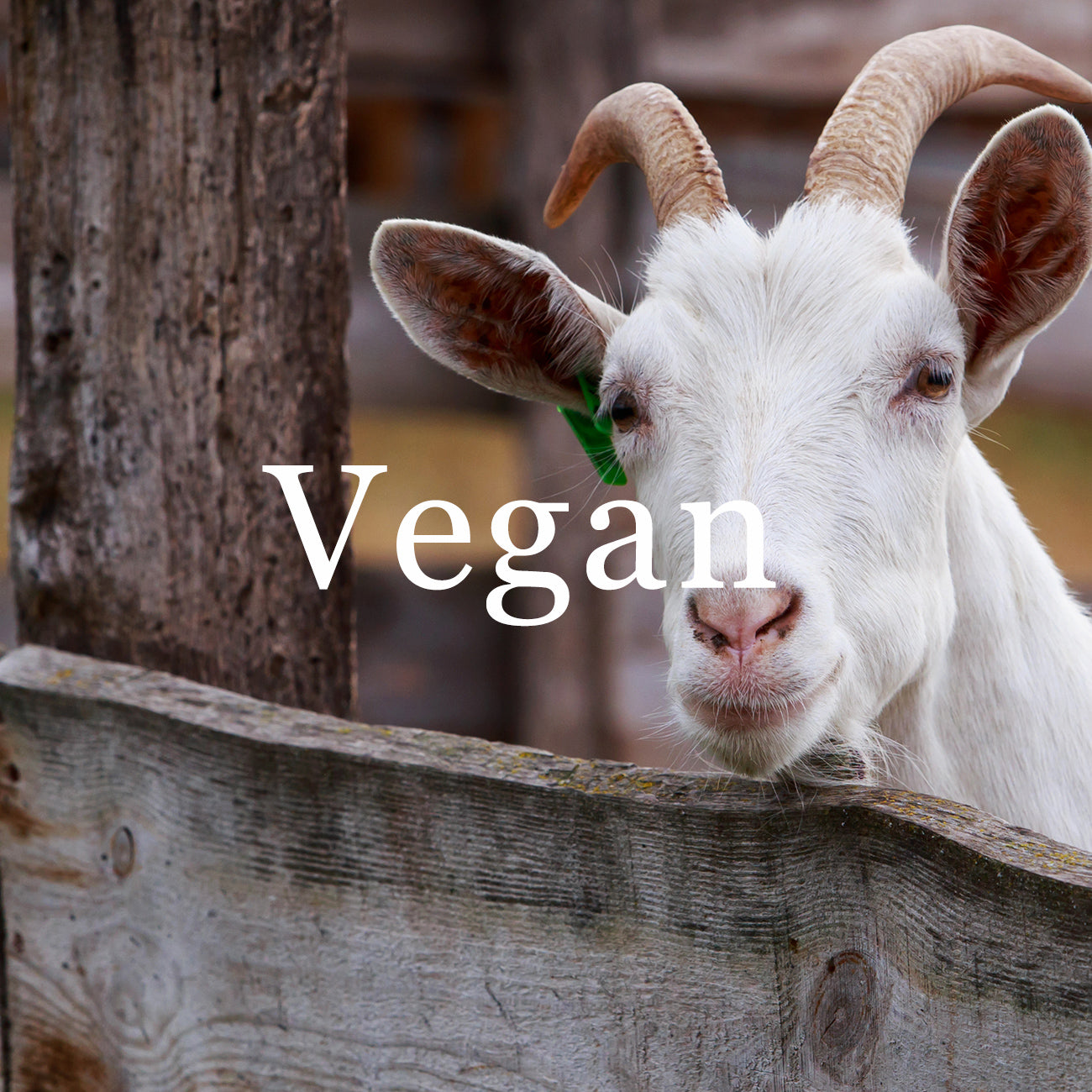 動物愛護・ヴィーガン